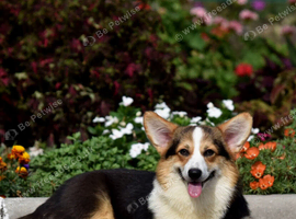 KC registered female.