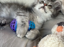 Simba