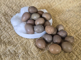 Button and courtinex hatching eggs