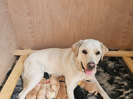 Labrador Retriever Puppies
