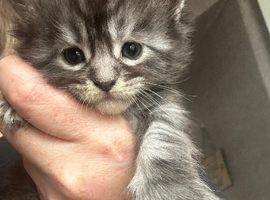 Maine Coon kittens for sale 5 left