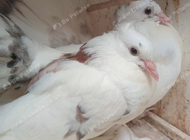 2026 nest pair Indian fantails