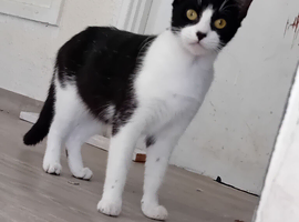 Cat to go to its forever home