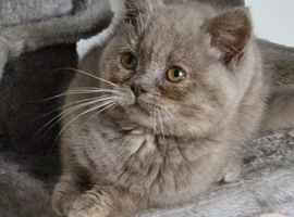 Female lilac tortie kitten