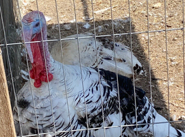 Crollwtzer turkys