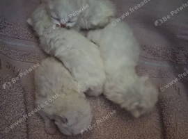 Persian kittens