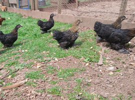Pekin bantam pullets
