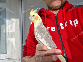 Super silly hand tamed baby cockatiel