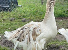 Sebastopol goslings waiting list