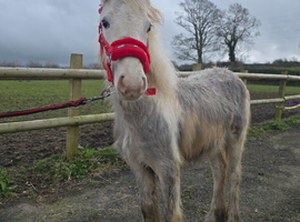 Blue and white filly