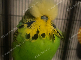 Birds wanted  free or as cheap as possible anything considered
