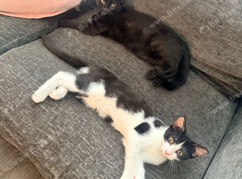 2 female kittens