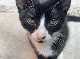 kittens available