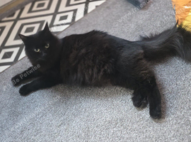 2 Boy Maine Coon Cross Kittens READY TO LEAVE