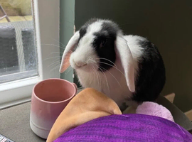 Friendly male rabbit looking for a new home