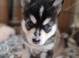 Gorgeous Pomsky puppies
