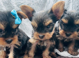 Miniature Yorkshire terrier