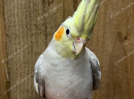 Cockatiel parrot