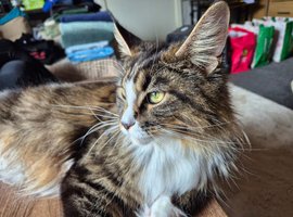 Pure Bread Maine Coon Kittens