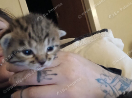 4 kittens