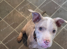 Shar pei X bully puppy