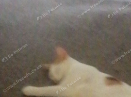 beutifull kittens for sale