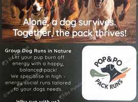 Dog Pack Runs / Walks