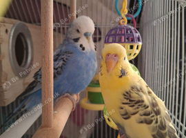 2 budgies and cage