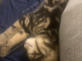 Kitten