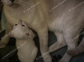 Siamese kitten