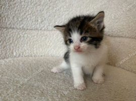 7 beautiful kitten