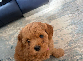 Cavapoochon puppy