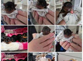 Adorable Yorkshire Terrier puppies.
