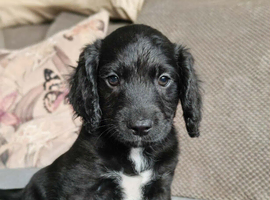 Last Cockapoo Puppy Remaining - Ready Now - Reduced to &pound;600