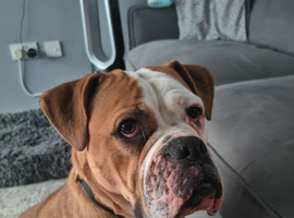 Winnie 2 year old older English bulldog