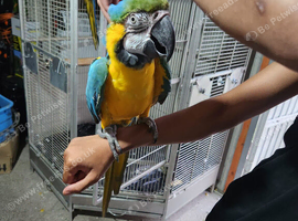 Blue gold macaws hand reared