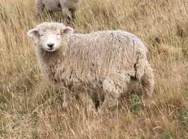Devon and Cornwall longwool ewe lambs