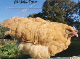 Buff Orpington pullets for sale