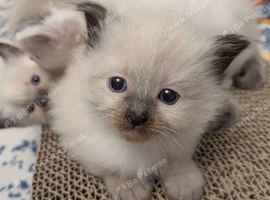 Pedigree Ragdoll mix litter ready 13 October