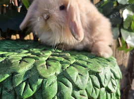 Pure mini lion lop babies
