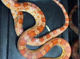 Beautiful corn snake