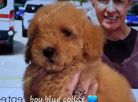 Stunning poodles SMALL