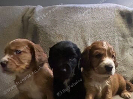 Beautiful cocker spaniel puppies