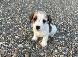 Jackrussell pups