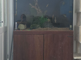 300 litre fish tank and stand (everything included)