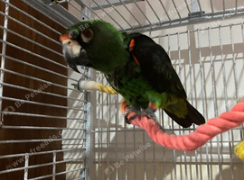 Female jardine wanted and a white capped pionus male