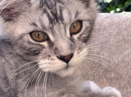 Gorgeous Maine Coon male cat looking for a loving home
