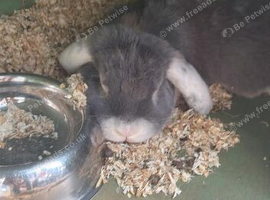 Giant French lop