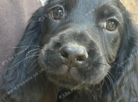 Beautiful 8 week old cocker spaniel puppies
