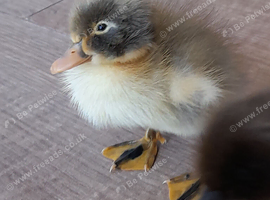 Indian runner cross cayuga ducklings